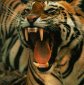 7 Things You Did Not Know About Tigers
