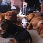 71-Year-Old Widow Mauled by Daughter's Five Dogs