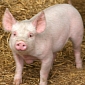 $73 (€53) Million Pig Seed Export Deal for China Won by the UK