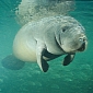 769 Manatees Have Died in Florida Since the Beginning of This Year
