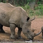 790 Rhinos Slaughtered by Poachers in South Africa This Year