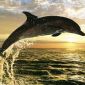 10 Amazing Facts about Dolphins