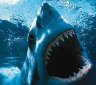 8 Amazing Facts About the Great White Shark