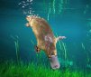 8 Amazing Things About the Platypus