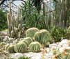 10 Facts About Cacti