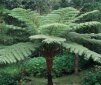 8 Things You Did Not Know About Ferns