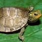 8-Year-Old Hides Turtle in His Undies, Tries to Outsmart Airport Officials
