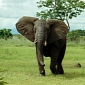 86 Elephants Slaughtered in Chad in Just One Week's Time
