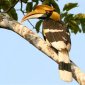 9 Things About Hornbills