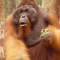 9 Things You Did Not Know About Orangutans