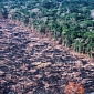 90% of Tropical Deforestation Must Be Linked to Organized Crime Trade