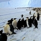 9000 Emperor Penguins Meet Humans for the First Time Ever – Video