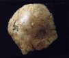 A 100,000-Year-Old Human Skull from China: Is it a Hybrid?
