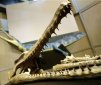 A 62-Million-Year-Old Marine Crocodile
