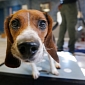 A Beagle Named Elvis Is Kansas' New Pregnancy Test