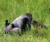 A First: Wild Gorillas Having Sex Face-to-Face