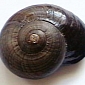 A Fridge from the Department of Conservation Kills Eight Hundred Snails