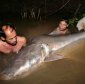 A Giant 2.4 m (8 ft) Long Catfish!