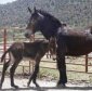 A Miracle: Mule Mare Gives Birth