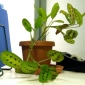 A Plant on the Desk, the Best Way to Fight Sick Building Syndrome