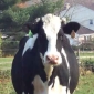 A Possible Third Case of Mad Cow Disease in U.S.
