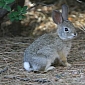 A Rabbit's Tail Is Brighter than the Rest of Its Body to Confuse Predators