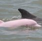 A Rare Pink Albino Dolphin