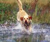 A Special Dog: the Labrador