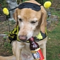 A Special Treat for Your Dog: Bowser Beer, Beer for Dogs