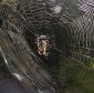 A Step Towards Artificial Synthesis of Spider Silk