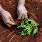 A Tree Will Be Planted If You Download This App