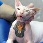 A Trend That Won’t Go Away: Tattoos on House Pets