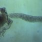 A Worm-Like Jellyfish