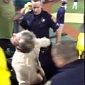 A's Fan Tasered After Wife Is Kicked Out for Pounding at the Tigers' Dugout