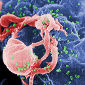AIDS Immunity Has Genetic Secret