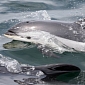 About 40 White-Beaked Dolphins Die After Becoming Trapped in Ice