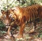 About 50% of the Captive Tigers Are Purebred