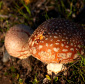 About Poisonous Mushrooms