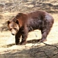 Abused Bear Gets New Home – Video