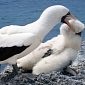 Abused Nazca Booby Youngsters Become Abusers Themselves