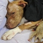Abused Pregnant Pit Bull Dies Shortly After Giving Birth