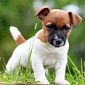 Abused Puppies, Dogs Move People More than Adult Crime Victims Do