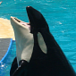 Activists File Lawsuit to Rescue Orca Living at Seaquarium