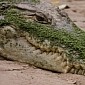 Actual Crocodile Gets Married in Fishing Town in Mexico