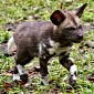Adorable African Hunting Dog Puppy Born at Edinburgh Zoo