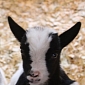 Adorable African Pygmy Goats Born at Belfast Zoo