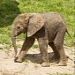 Adorable Baby Elephant Makes Its Debut at Wildlife Park in the UK