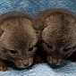 Adorable Baby Gray Foxes Rescued, Returned to the Wild