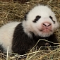 Adorable Baby Panda Thriving at Zoo Vienna