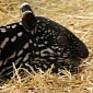 Adorable Baby Tapir Born at Minnesota Zoo